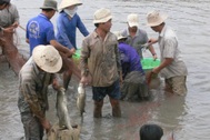 Về miền Tây tát đìa ăn Tết