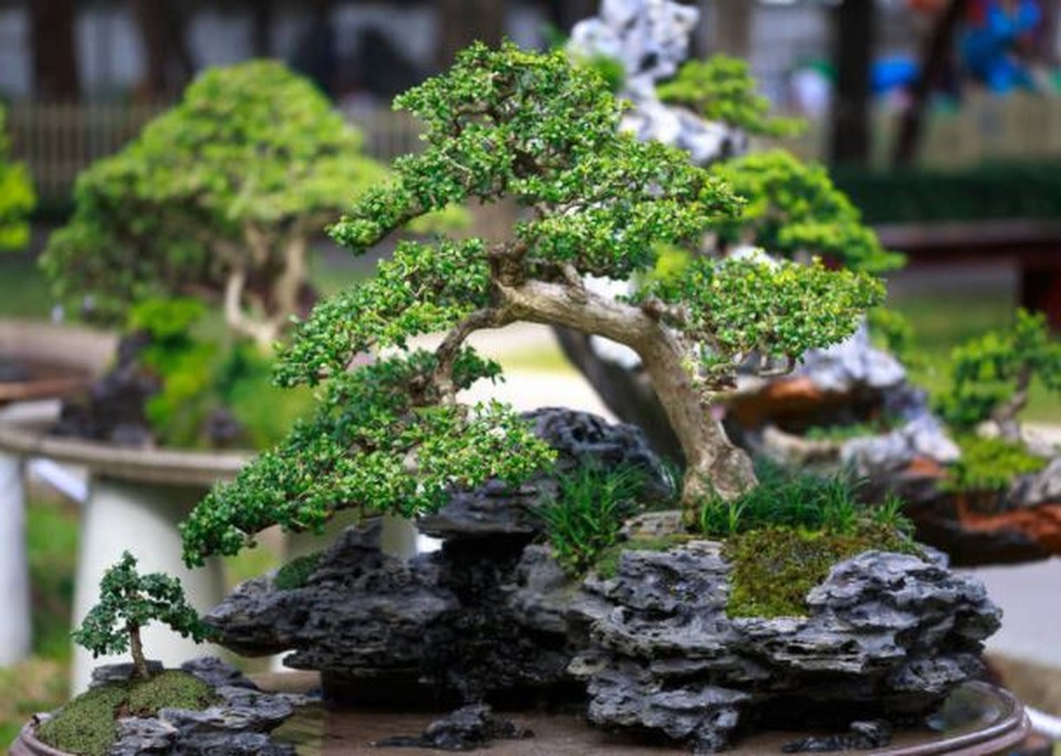 Nghệ thuật bonsai Nhật Bản: Sự kết hợp của thời gian và công sức - 1 Nghệ thuật bonsai Nhật Bản: Sự kết hợp của thời gian và công sức - 1