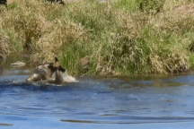 Linh dương đầu bò chống trả quyết liệt dù bị cá sấu níu chân