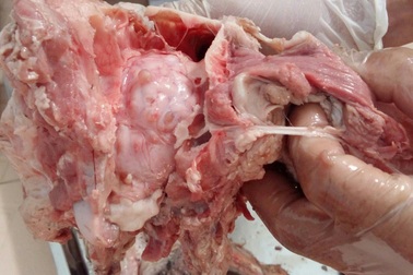 Cảnh báo bệnh lợn gạo lây sang người qua ăn uống