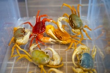 Độc lạ trào lưu chơi cua kiểng đắt đỏ, nhiều màu sắc ở Hà Nội