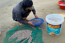 Ngâm mình dưới biển cào sản vật "tí hon", ngư dân kiếm tiền triệu mỗi ngày