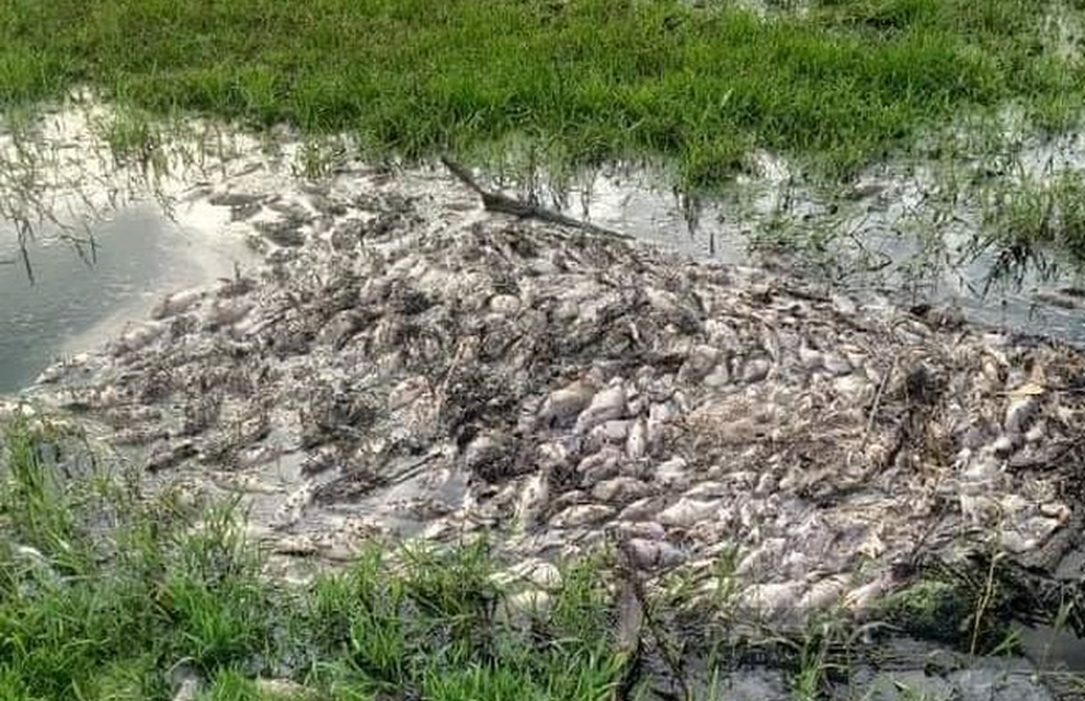 Nguyên nhân cá chết hàng loạt tại khu công nghiệp tỉnh Thừa Thiên Huế - 1 Nguyên nhân cá chết hàng loạt tại khu công nghiệp tỉnh Thừa Thiên Huế - 1