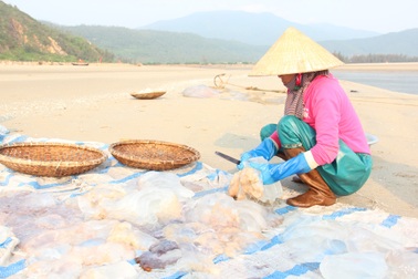 Ngư dân hối hả hái vào vụ thu hoạch sứa biển