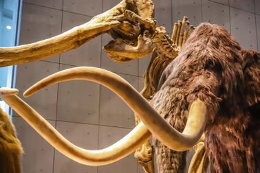 Voi ma mút khác voi hiện đại thế nào?