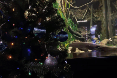 Lươn phóng nguồn điện cực mạnh để thắp sáng cây