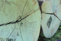 Cận cảnh những thân gỗ "khủng" trước biệt phủ trái phép của đại gia vàng