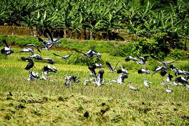 Đàn chim "lạ" xuất hiện tại Lào Cai là loài có tên trong Sách đỏ thế giới