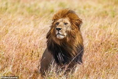 Nhân viên vườn thú thiệt mạng khi cho sư tử ăn