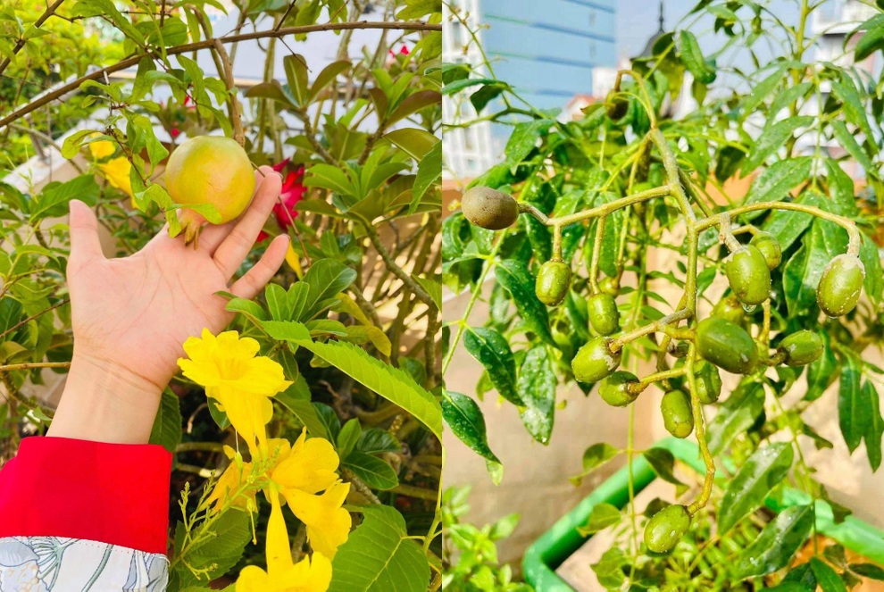 Nữ giám đốc trẻ mát tay làm vườn 170m2 ngập rau, trái trên sân thượng - 6