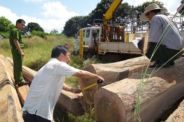 Bắt giữ xe tải chở 29m3 gỗ lậu sử dụng giấy tờ giả