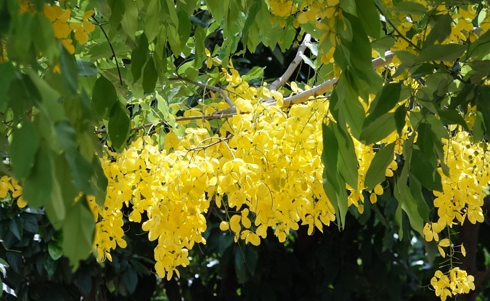 Hoa muồng hoàng yến vàng rực một góc trời Mộc Châu - 9 Hoa muồng hoàng yến vàng rực một góc trời Mộc Châu - 9