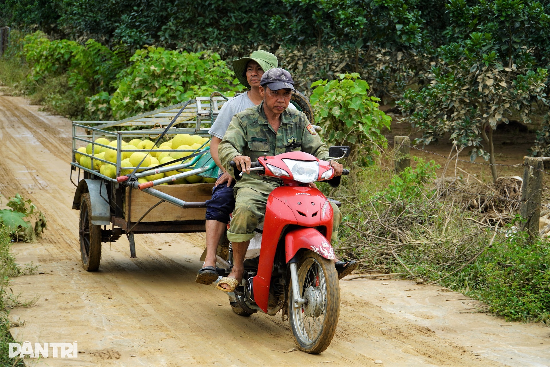 Hàng chục héc ta cây ăn quả đặc sản chìm trong nước lũ, dân vớt vát tài sản - 9 Hàng chục héc ta cây ăn quả đặc sản chìm trong nước lũ, dân vớt vát tài sản - 9