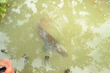 Thăm đàn cá hải tượng “nghìn con” ở Tây Ninh