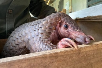 Buôn bán động vật hoang dã liên quan gì đến rửa tiền, ESG?