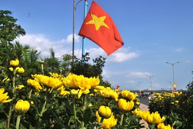 Hạ nêu, cúc Đài Loan “khủng” vẫn... nằm trơ trên phố