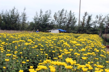 Hàng ngàn chậu cúc “ăn tết sớm” khiến người trồng thua lỗ nặng