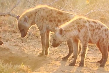 Linh cẩu, động vật nguy hiểm nhất trên đồng cỏ châu Phi