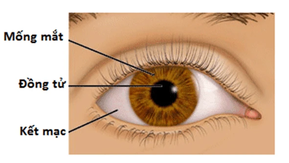 Màu mắt hiếm nhất thế giới, chỉ 1% nhân loại sở hữu - 2