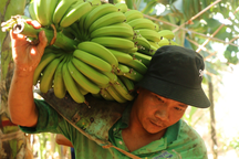 Nông dân Đồng Nai "mất Tết" vì giá chuối thấp, nhiều vườn đành vứt bỏ