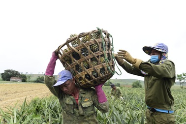 Kiếm tiền triệu nhờ "cõng" dứa thuê ở Thanh Hóa