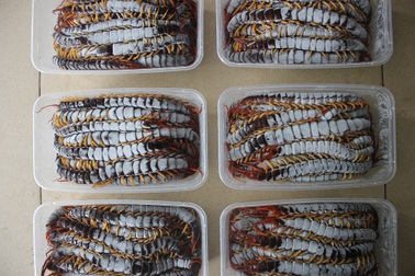 Bán đặc sản côn trùng “kinh dị” mùa World Cup, dân buôn thu lãi bạc triệu mỗi ngày