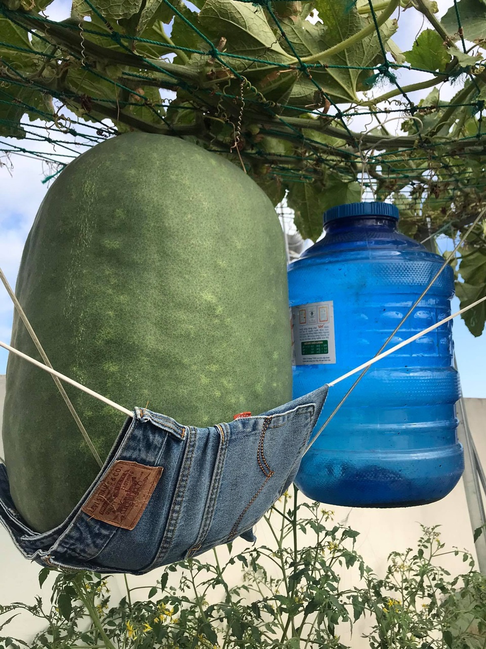 Vườn sân thượng rau trái lạ có kích thước khổng lồ của ông bố Sài Gòn - 3