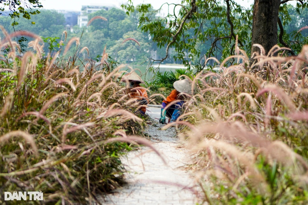 Cỏ dại um tùm ven hồ Gươm sau 2 tháng giãn cách, công nhân vất vả cắt dọn - 4 Cỏ dại um tùm ven hồ Gươm sau 2 tháng giãn cách, công nhân vất vả cắt dọn - 4