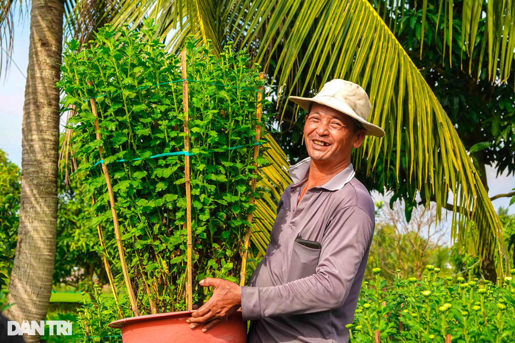 Lão nông thổi ra hoa cúc... chân dài, bán gần nửa triệu đồng/chậu - 1 Lão nông thổi ra hoa cúc... chân dài, bán gần nửa triệu đồng/chậu - 1