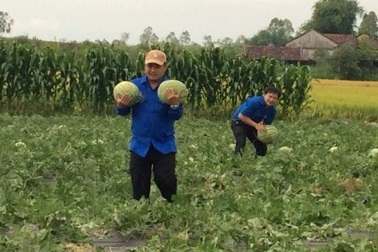 Thực hư chuyện Tỉnh đoàn Quảng Ngãi bị tố "ăn chặn" người trồng dưa
