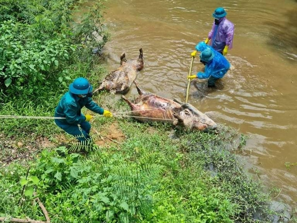 Công an vào cuộc điều tra vụ lợn chết nổi dọc khe nước - 2 Công an vào cuộc điều tra vụ lợn chết nổi dọc khe nước - 2