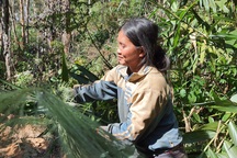 Người dân "băng rừng" đi hái "lộc trời" những ngày đầu năm