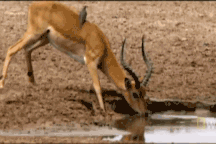 Chiếc sừng "báo hại" khiến linh dương chết thảm trước cá sấu