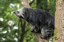 Khám phá loài vật lai giữa mèo và gấu, thơm mùi bỏng ngô