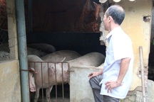 “Thủ phủ” nuôi lợn miền Bắc lao đao trong cơn “bão giá”