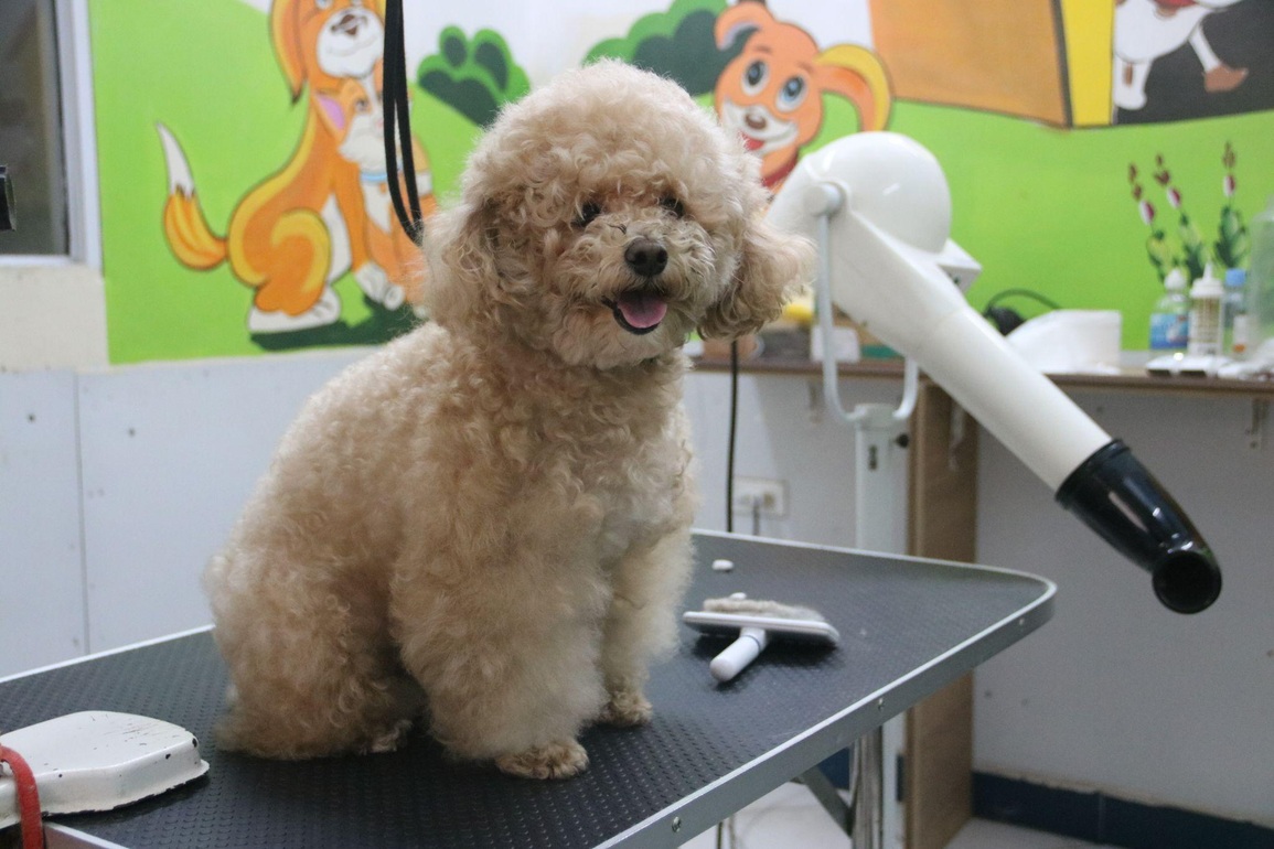 Nhà giàu Việt thuê khách sạn sang chảnh, có cả vệ sĩ cho thú cưng ngày Tết - 7 Nhà giàu Việt thuê khách sạn sang chảnh, có cả vệ sĩ cho thú cưng ngày Tết - 7