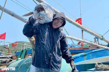 Bỏ Tết bám biển 20 ngày, ngư dân nhận về kết quả cay đắng