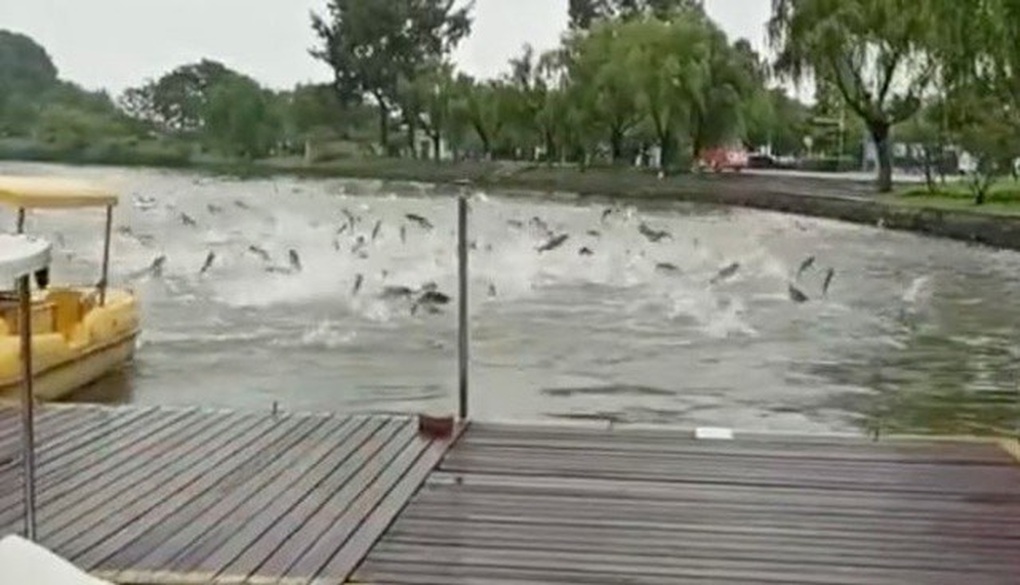Hàng trăm con cá bất ngờ nhảy lên khỏi hồ nước khiến du khách thích thú - 1 Hàng trăm con cá bất ngờ nhảy lên khỏi hồ nước khiến du khách thích thú - 1