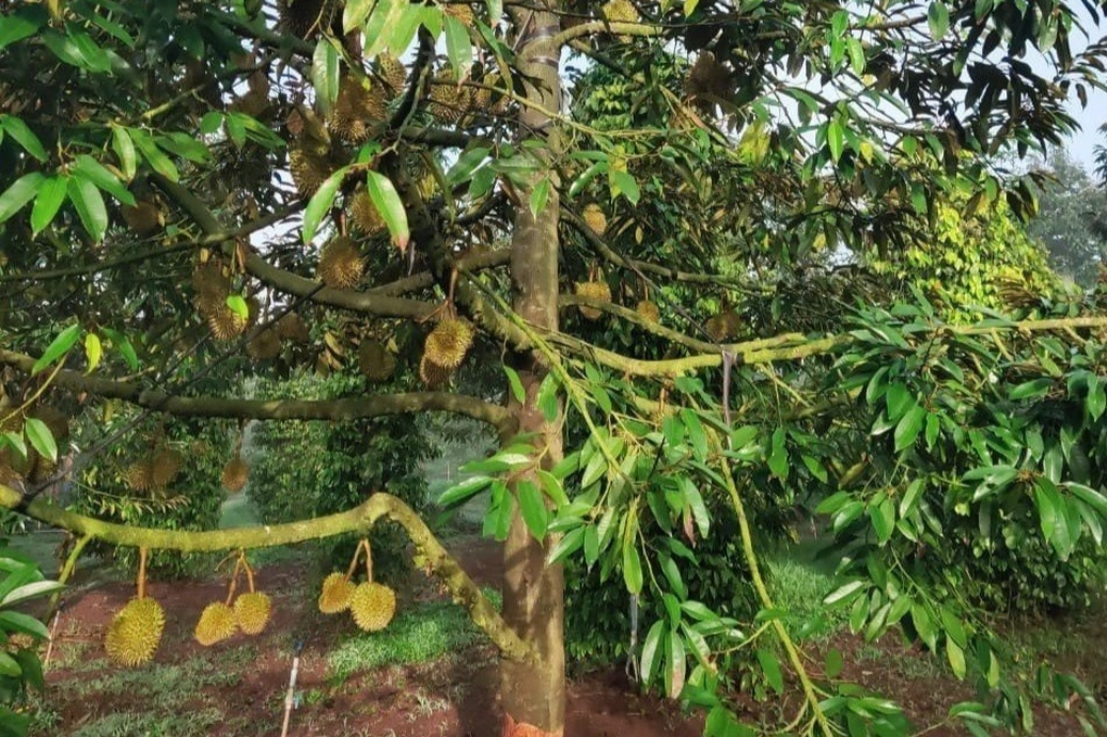 Hàng chục cây sầu riêng sắp cho thu hoạch bị phá hoại - 2 Hàng chục cây sầu riêng sắp cho thu hoạch bị phá hoại - 2