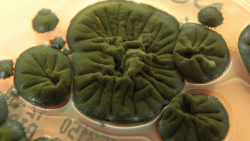 Mystiska egenskaper upptäckta i mögel som hittats i Tjernobyls kärnkraftskatastrofzon - 2 Phát hiện khả năng bí ẩn trong nấm mốc ở vùng thảm họa hạt nhân Chernobyl - 2