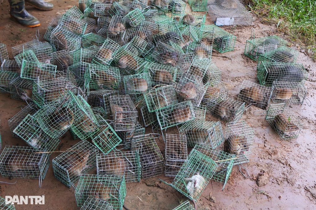 Người đàn ông mỗi đêm tiêu diệt hàng trăm con chuột đồng - 2 Người đàn ông mỗi đêm tiêu diệt hàng trăm con chuột đồng - 2
