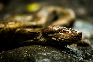 Loài trăn khổng lồ có tên trong Sách đỏ và được pháp luật Việt Nam bảo vệ