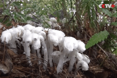 Lần đầu tiên phát hiện hàng trăm "cây ma" cực hiếm trên núi cao