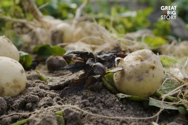 Bí mật để nông dân trồng loại khoai tây có giá 23 triệu đồng/kg.