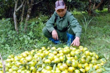 Làm giàu ở nông thôn: Lãi 700 triệu/năm từ quýt đặc sản Quang Thuận
