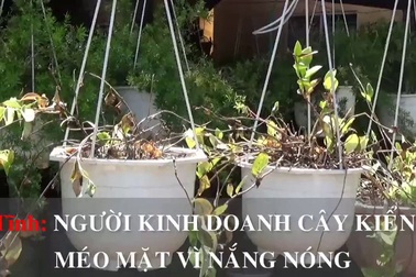 Hà Tĩnh: Người buôn cây kiểng méo mặt vì nắng nóng