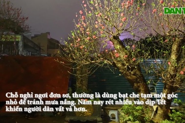Trắng đêm trông đào Tết trong giá lạnh