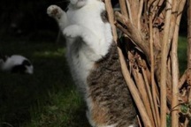 Việc nhẹ lương cao: Sang Hy Lạp trông mèo, kiếm ngay 200 triệu/năm