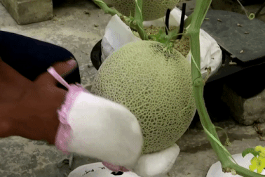 Lạ lùng nông dân mát-xa, bật nhạc trồng loại dưa có giá đắt như vàng