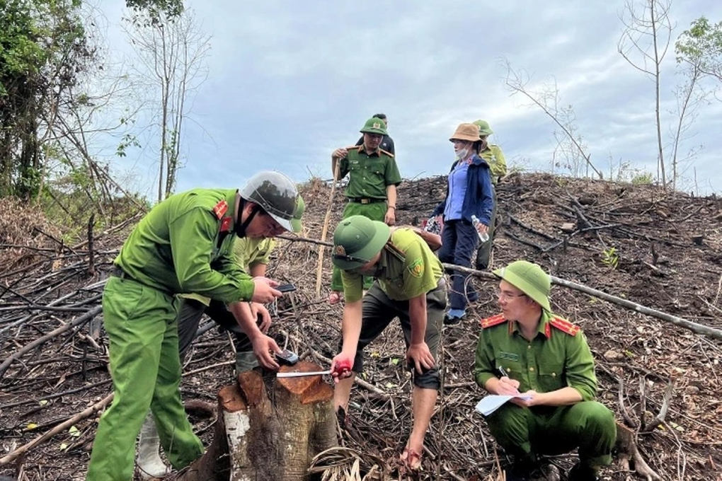 Trưởng phòng quản lý bảo vệ rừng thuê người... chặt phá rừng - 1 Trưởng phòng quản lý bảo vệ rừng thuê người... chặt phá rừng - 1